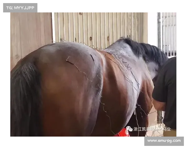 马术比赛新增兽医检测环节 动物福利标准升级